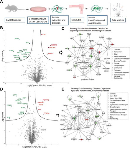 Figure 1. LC-MS/MS analysis reveals differentially expressed proteins in BMD macrophages treated with DEX or CpdA under the inflammatory condition. (A) Schematic overview of the mass spectrometry-based shotgun proteomics experiment. (B) Volcano plot with significantly up- (red) or downregulated (green) proteins in CpdA + LPS versus LPS alone. CpdA (10 μM) and 100 ng/ml LPS treatments were used. Statistics by multiple two-sample t-tests, each with a permutation-based FDR of 0.05 and S0 value of 0.1 for truncation. (N = 3). (C) Ingenuity pathway analysis (www.qiagenbioinformatics.com) of significantly regulated proteins from CpdA+ LPS versus LPS comparison. (D) Volcano plot with significantly up- (red) or downregulated (green) proteins in DEX + LPS versus LPS. DEX (1 μM) and 100 ng/ml LPS treatments were used. Statistics by multiple two-sample t-tests, each with a permutation-based FDR of 0.05 and S0 value of 0.1 for truncation. (N = 3). (E) Ingenuity pathway analysis of significantly regulated proteins from DEX+ LPS versus LPS comparison.