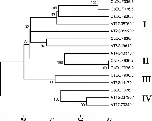 Figure 1. Phylogenetic relationship of OsDUF936 members in rice and seven DUF936 members in Arabidopsis.