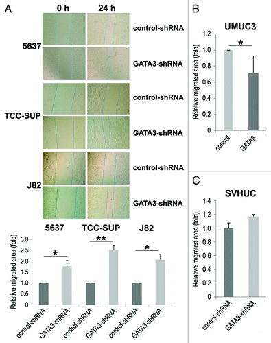 Figure 2. The effects of GATA3 knockdown on bladder cancer cell migration. A wound healing assay was used to assess cell migration of 5637, TCC-SUP, and J82 with or without GATA3-shRNA (A), UMUC3 with or without transfection of a GATA3 plasmid (B), or SVHUC with or without GATA3-shRNA (C). Cells were scratched and cultured with 6 μg/ml puromycin for 24 h. The migration was determined by the rate of cells filling the wound area, and the normalized cell-free areas (24 h/0 h; the ratio in each control line set as one-fold) were quantified. Each value represents the mean + standard deviation from three independent experiments. *P < 0.05. **P < 0.01.