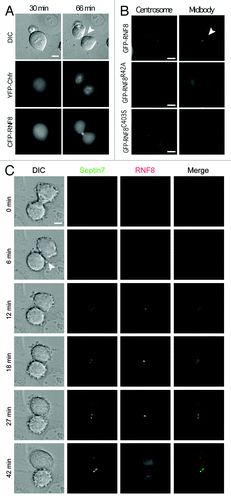 Figure 3. RNF8 localizes to the midbody and centrosomes in an FHA-dependent manner. (A) G1/S synchronized HeLa cells were released for 10 h, injected with equimolar YFP-Chfr and CFP-RNF8 plasmids. Cells entering mitosis were identified by DIC microscopy and then monitored by time-lapse microscopy. (B) HeLa cells were synchronized as in (A), injected with pGFP-RNF8, GFP-RNF8R42A or GFP-RNF8C403S (C). As in (B), but cells were co-injected with YFP-RNF8 and CFP-SEPT7. Scale bar is 5 μm. Arrowheads indicate the midbody. Experiments were repeated multiple times, and a representative movie for each is shown in supplemental data as Movies 1–5.