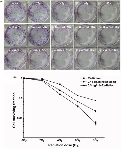 Figure 3. Enhancement of irradiation-induced growth inhibition by Nano-Se. (A) Cloning formations of irradiation with or without Nano-Se. (B) The surviving fraction of MCF-7 was decreased by irradiation in a dose-dependent manner, an effect that was potentiated by the addition of Nano-Se.