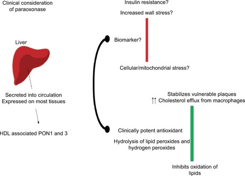 Figure 2 The liver secretes HDL-associated PON into the systemic circulation. PON has antioxidant properties, stabilizes vulnerable atherosclerotic plaques and limits plaque rupture, with the potential limitation of atherosclerotic cardiovascular disease. PON has the potential to serve as a biomarker for cellular stress, vascular wall stress and insulin resistance.