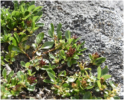 Figure 1. An individual of Salix lindleyana (species reference map was taken by Xin Du and Xiu-Xing zhangin Kangding City, Ganzi Tibetan Autonomous Prefecture, Sichuan Province, China (29°54′18″N, 102°0′7″E). Salix lindleyana is a kind of cushion shrub, which stem prostrate and rooting. Leaves obovate-oblong or obovate-lanceolate, bright green above, glabrous, midrib distinctly concave. Inflorescences ovate, with only a few flowers per inflorescence, born at the tip of the current branch. Bracts broadly ovate, apex rounded, pale purplish-red.