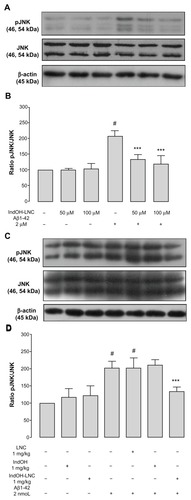 Figure 9 (A–D) C-jun N-terminal kinase (JNK) phosphorylation induced by Aβ1-42 peptide can be reduced by indomethacin-loaded lipid-core nanocapsules (IndOH-LNCs). Representative Western blotting of phosphorylated JNK (pJNK), JNK, and β-actin immunocontent in (A) organotypic hippocampal cultures after 48 hours of exposure to Aβ1-42 and treatment with 50 or 100 μM IndOH-LNCs, and in (C) the hippocampus of animals after being injected with Aβ1- 42 (2 nmol, intracerebroventricularly) and treated by 14 days with IndOH or IndOH-LNCs (1 mg/kg, intraperitoneally). Histogram represents the quantitative Western blotting analysis of JNK phosphorylation state. The densitometric values obtained to phospho- and total JNK from treatments were normalized to their respective controls nonexposed to Aβ1-42 toxicity condition (control bar; 100%). Data are expressed as a ratio of the normalized percentages of pJNK and JNK. Bars represent the mean ± standard deviation for (B) organotypic hippocampal cultures (n = 6) and (D) hippocampus of animals after injection with Aβ1-42 (n = 7).Notes: #Significantly different from the respective control groups (P < 0.001); ***significantly different from (B) Aβ1-42 2-μM group or (D) Aβ1-42 and Aβ1-42 treated with vehicles groups (P < 0.001). Two-way analysis of variance followed by Bonferroni post hoc test.
