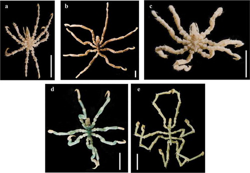 Figure 1. a, Achelia echinata; b, Neotrygaeus communis; c, Tanystylum conirostre; d, Anoplodactylus virescens; e, Endeis spinosa. Scale bars: 2 mm.