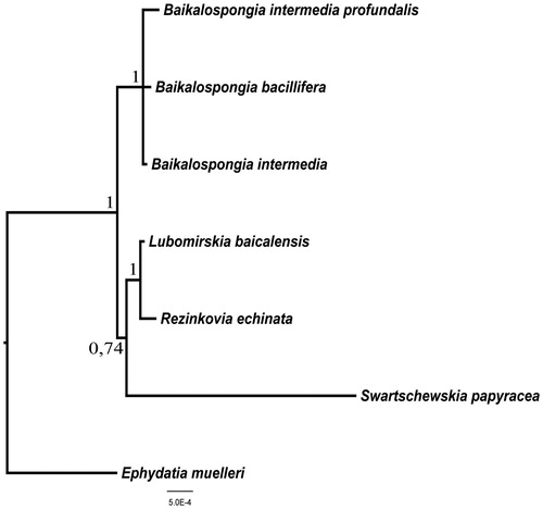 Figure 1. Bayesian tree inferred from coding sequences of all 14 mitochondrial genes of six species from Lubomirskiidae (R. echinata (JQ302309), S. papyracea (JQ302308), B. intermedia profundalis (JQ302310), L. baicalensis (GU385217), B. bacillifera (KJ192328), B. intermedia (KU324767)) and one species from Spongillidae (E. muelleri (NC_010202)) as out group. For Bayesian analyses, the Markov chain Monte Carlo search was run twice (default parameter) on four chains for 5,000,000 generations/trees were sampled every 1000th cycle after the first 10,000 burn-in cycles. Values above and to the left of nodes are Bayesian posterior probabilities.
