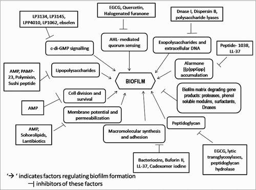 Figure 1. Schematic representation of overview of the targets of anti-biofilm molecules.