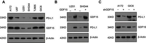Figure 3 (A) Protein expression of GDF15 and PD-L1 in GBM cell lines. β-actin served as a loading control. (B) GDF15 induced the expression of PD-L1 in U251 and SHG44 GBM cells. GBM cells were transfected with pCMV3-C-FLAG plasmid expressing PD-L1 cDNA ORF or empty vector control for 48 hrs. β-actin served as a loading control. (C) Knockdown of GDF15 by shRNA lentivirus reduced PD-L1 expression in A172 and GIC6 GBM cells. Non-targeting scramble shRNA was used as negative control. Abbreviation: GBM, gliomablastoma multiforme.