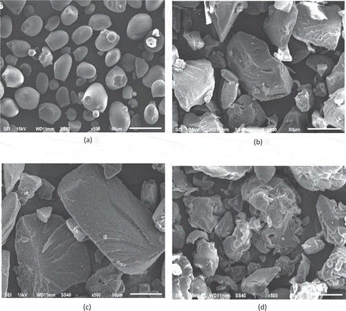 Figure 1. Effect of steam explosion and acid hydrolysis on the morphology of sago starch a) NA starch b) SE c) AH d) SE+AH at 70°C;2 h with 500x of magnification; NA: Native; SE: Steam Explosion; AH: Acid Hydrolysis; SE+AH: Steam Explosion and Acid Hydrolysis.