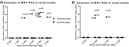 Figure 3. Viral RNA detection in both rectal and nasal swab samples collected from infected and control pigs. A) MRV RNA copy number detected in rectal swab samples collected from infected and control pigs. B) MRV RNA copy number detected in nasal swab samples collected from infected and control pigs.