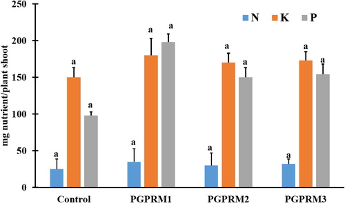 Figure 2. Effect of PGPR mixtures on A.thaliana shoot nutrient uptake. Total A. thaliana shoot uptake of nitrogen (N), phosphorus(P), and potassium (K) evaluated 21 DAT. Data are means ± SE. Columns within the same nutrient labeled with the same letter are not significantly different based on LSD test (α = 0.05).