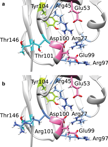 Figure 6. Residues surrounding the buried Arg77-Asp100 salt bridge forming the charge cluster in the lower core as well as Thr101 and Thr146 in the repacked Rosetta structure (a), based on crystal structure of αTAA1, and the resulting Rosetta structure after T101R has been applied (b).