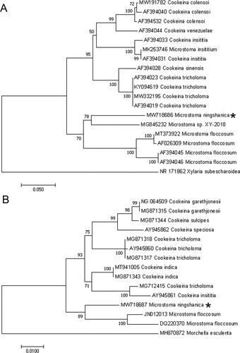 Figure 1. Phylogenetic tree of Microstoma ningshanica and sister species based on ITS sequences (A) and LSU (B) data using the Neighbor-Joining method. The new species is indicated by *.