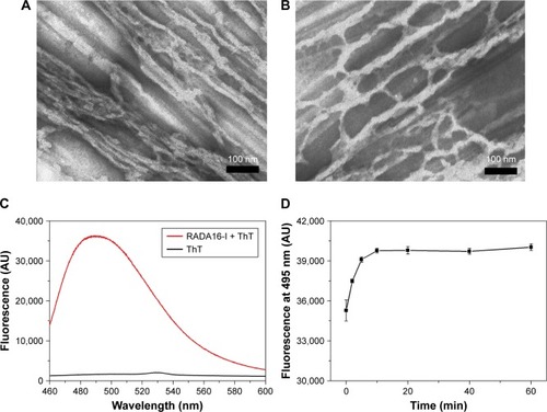 Figure 1 ThT-binding fluorescence of RADA16-I nanofibers. (A) TEM image of RADA16-I nanofibers without ThT. (B) TEM image of RADA16-I nanofibers with ThT. (C) Fluorescence spectrum of ThT-binding RADA16-I. (D) Change of fluorescence intensity at 495 nm at different time points after ThT-binding.Abbreviations: AU, arbitrary units; TEM, transmission electron microscopy; ThT, Thioflavin-T.