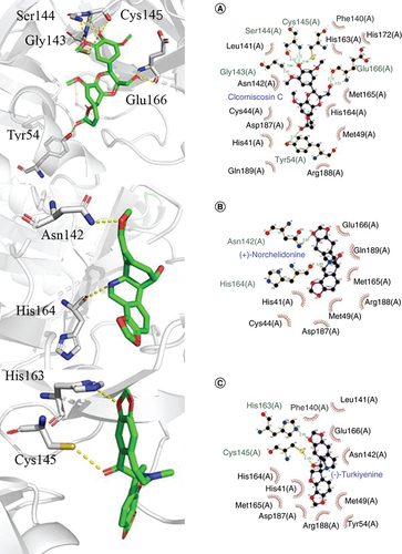 Figure 4. 3D and 2D molecular interactions of the predicted docking poses of compounds (A) Cleomiscosin C, (B) (+)-Norchelidonine, and (C) Turkiyenine toward SARS-CoV-2 3CLpro.