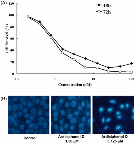 Figure 2. (A), Effect of ardisiphenol D on the survival of A549 cells. Cells were seeded at a density of 2 × 104 per well in 96-well plates and incubated for 24 h. After treatment with graded concentrations of ardisiphenol D, the cell survival rate was measured by the MTT method, as described in Materials and methods section. (B) Ardisiphenol D induced apoptosis cell death. A549 cells were cultured in the presence or absence of ardisiphenol D. After incubation, the cells were analyzed by the Hoechst 33258 staining method.