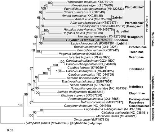 Figure 2. Inferred maximum likelihood tree based on nucleotide sequences of 13 PCGs of 36 species. As for included taxa, the family Dytiscidae was used as an outgroup. The star mark indicates the species studied here. Numbers on the branch indicate maximum likelihood support values. The following sequences were used: Hydroporus planus MW465248 (Villastrigo et al. Citation2021), Trachypachus holmbergi EU877954 (Sheffield et al. Citation2008), Cicindela anchoralis MG253029 (Wang et al. Citation2018), Manticora tibialis MF497821 (López-López and Vogler Citation2017), Pogonostoma subtiligrossum MF497820 (López-López and Vogler Citation2017), Omus cazieri MF497813 (López-López and Vogler Citation2017), Carabus changeonleei MG253028 (Wang et al. Citation2019), Carabus lafossei KY992943 (Liu et al. Citation2018), Carabus mirabilissimus GQ344500 (Wan et al. Citation2012), Carabus smaragdinus MN480425 (Oh et al. Citation2019), Harpalus pennsylvaticus MN245975 (Kieran Citation2020), Harpalus sinicus MN310888 (Yu et al. Citation2019), Abax parallelepipedus KT876877 (Linard et al. Citation2016), Pterostichus madidus KT876910 (Linard et al. Citation2016), Nebria brevicollis KT876906 (Linard et al. Citation2016), Amara aulica MN335930 (Li et al. Citation2020), Notiophilus quadripunctatus MW800883 (Raupach et al. Citation2022), Omophron limbatum MW800882 (Raupach et al. Citation2022), Metrius contractus MF497817 (López-López and Vogler Citation2017), Scarites buparius MF497822 (López-López and Vogler Citation2017), Brachinus crepitans JX412826, Carabus hortensis MN122850, Carabus granulatus MN122870, Blethisa multipunctata KX087243, Elaphrus cupreus KX087286, Hexagonia terminalis JX412768, Craspedophorus nobilis JX412738, Pterostichus niger KX087231, Pterostichus oblongopunctatus MN122833, Stomis pumicatus KX087349, Amara communis KX035135, Lebia chlorocephala KX087304, Promecognathus crassus JX313665, Bembidion varium KX087242, Pogonus iridipennis KX087338, and Synuchus nitidus OR755976.