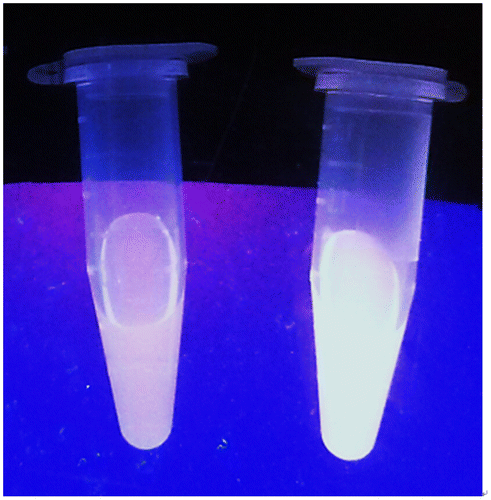 Figure 3. Photographs of 1 (20 μM) with (left) and without (right) 20 μM GSH under UV illumination.