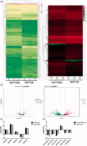 Figure 2. Identification of differentially expressed miRNAs and genes in HCT116 and HCT116/L. (a). Clustering maps of differentially expressed miRNAs (left)/genes (right) seated across three HCT116 and three HCT116/L samples. Columns represent different samples, and rows represent different miRNAs/genes. Red indicates high expression of miRNAs/genes, and green indicates low expression of miRNAs/genes. (b). Volcano plot of differentially expressed miRNAs (left)/genes (right), where each dot represents a miRNA/gene. Upregulated and downregulated miRNAs/genes are shown as red and green dots, respectively, while the blue and black dots represent those miRNAs/genes whose expressions are not significantly different between HCT116 and HCT116/L cells. The x-axis indicates the difference of the identified miRNA/gene level, while the y-axis shows the significance of the miRNA/gene level. Fold change (FC) is a ratio of the expression of two samples and false discovery rate (FDR) is the adjusted p values using the Benjamini and Hochberg approach. Differentially expressed miRNAs and genes were identified by an FC greater than two-fold and an FDR less than 0.05. (c/d). Small RNA-Seq/RNA-Seq data and qRT-PCR validation of selected differentially expressed miRNAs/genes. Log2 FC/RQ is the logarithm of the fold change or relative quantity to base 2. Error bars represent the standard deviation (STDEV) of the qRT-PCR analysis (n = 3).