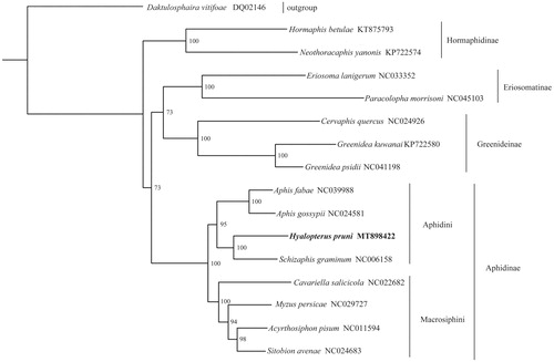 Figure 1. Phylogenetic relationship was inferred based on 13 PCGs of 16 aphid mitogenomes, with GenBank accession numbers also shown. The phylogenetic tree was generated from IQ-TREE 1.6.5 (Trifinopoulos et al. Citation2016) under the GTR + I + G model. The node supports are the bootstrap values obtained with 1000 replicates.