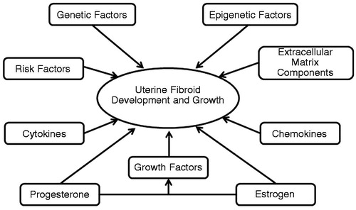 Figure 1. Factors involved in UF formation and growth. Adapted from Islam et al. 2013Citation14.