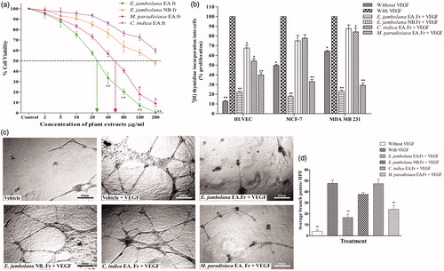 Figure 1. Effects of E. jambolana, M. paradisiaca, and C. indica extracts on cell proliferation. (a) The metabolic and cytotoxic response of MDA-MB-231 cells assessed by MTT assay. MDA-MB-231 cells (3 × 104) were treated with plant extracts (2, 5, 10, 20, 40, 80, 100, and 200 μg/mL) for 24 h, washed with PBS, incubated for 4 h with MTT and the formazan crystals dissolved in DMSO and read at 570 nm. (b) Cell proliferation assessed by the rate of DNA synthesis using 3[H]thymidine. HUVEC, MCF-7 and MDA-MB-231 cells (3 × 104) were cultured in 12-well plates, serum starved and treated with plant extracts (20 μg/mL) along with rVEGF (10 ng) for 24 h. Post incubation for 4 h in presence of 3[H]thymidine, the DNA was harvested and rate of cell proliferation was measured in a liquid scintillation counter. (c) HUVEC tube formation assay. HUVECs (5 × 103) were cultured in EGM on Matrigel with plant extracts (20 μg/mL) along with rVEGF (10 ng), in a 96 well plate. After incubation for 24 h at 37 °C, capillary networks were photographed and quantified (Magnification: 200 ×). (d) Quantification of angiogenesis by counting the average number of branch points. Data in all results presented as mean ± SEM of three independent experiments; **p < 0.01 and *p < 0.05.