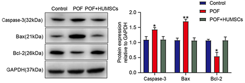 Figure 3 HUMSCs inhibit apoptosis of ovarian granulosa cells.