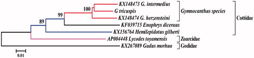 Figure 1. Phylogenetic tree of Gymnocanthus tricuspis and related taxa using the complete genome sequences.