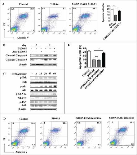 Figure 6. S100A4 inhibits CD8+ T cell apoptosis though the Akt signaling pathway. (A) CTLL-2 cells, a CD8+ murine lymphoid cell line, were cultured with or without S100A4 (1 µg/mL), or S100A4 combined with anti-S100A4 blocking mAb (6 µg/mL) for 3 d and then subjected to FACS analysis of cell apoptosis. ##p < 0.01. (B) Western blots showing the expression of cleaved caspase-3 and caspase-9. (C) CTLL-2 cells were stimulated with S100A4 for varying lengths of time, and the indicated signaling pathways were analyzed by Western blot. (D) An Erk inhibitor or Akt inhibitor was applied to the CTLL-2 culture system supplied with S100A4, and the percentage of apoptotic cells was analyzed via FACS 3 d later. Statistical data are shown (E). ##p < 0.01.