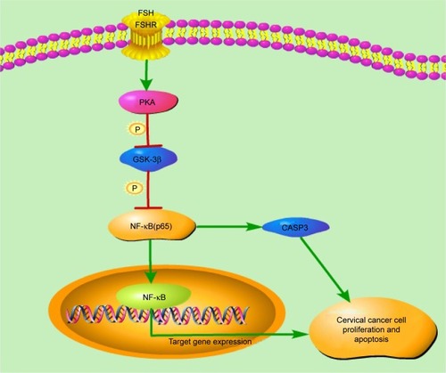 Figure 4 Mechanistic regulatory network of FSH to cervical cancer, mediated through the PKA-NF-κB pathway.