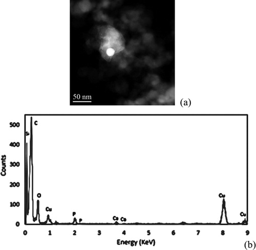 Figure 4. STEM + EDS results baseline: (a) dark field image, (b) EDS spectra.