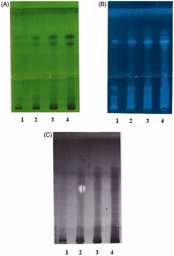 Figure 1. TLC profile of Aerva pseudotomentosa aqueous extract.