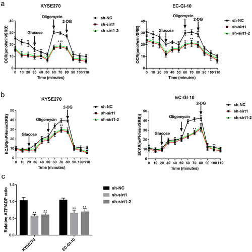 Figure 3. Sirt1 knockdown represses glycolysis in ESCC cells. (a) Mitochondrial stress test of sh-NC, sh-sirt1 and sh-sirt1–2. Vertical lines in the graph indicate times for addition of compound and mitochondrial suppressors. (b) Impacts of sh-NC, sh-sirt1 and sh-sirt1–2 on ECAR (glycolysis rate) in KYSE270 and EC-GI-10 cells, respectively. (c) Influences of sh-NC, sh-sirt1 and sh-sirt1–2 on relative ATP/ADP ratio. **p < .01, ***p < .001, vs. sh-NC.