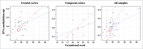 Figure 2. DNA methylation age in fetal DS brain. DS fetal cortices are indicated by red and control samples by blue dots. The gestational age of frontal, temporal and all cortex samples is positively correlated with DNA methylation age. The regression lines suggest accelerated DNA methylation aging in DS versus control brains.