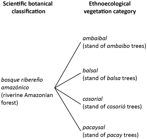 Figure 5. Different ethnoecological categories all referred to as riverine Amazonian forest in the scientific botanical categorisation by Fuentes (Citation2005).