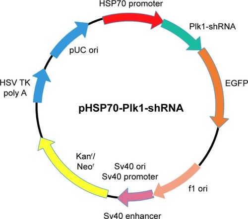 Figure 1 Schematic representation for the construction of the recombinant plasmid pHSP70-Plk1-shRNA.Abbreviations: EGFP, enhanced green fluorescent protein; HSP70, heat shock protein 70; pHSP70, heat shock protein 70 promoter; Plk1-shRNA, polo-like kinase 1-short hairpin RNA; f1, bacteriophage f1; ori, origin; Kanr, kanamycin resistant; Neor, neomycin resistant; Sv40, simian virus 40; HSV TK poly A, herpes simplex virus thymidine kinase polyadenylic acid.