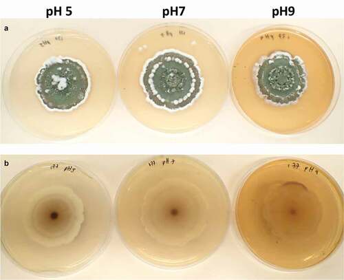 Figure 3. Twenty days-old colonies on PDA adjusted at different pH. A. obverse B. reverse