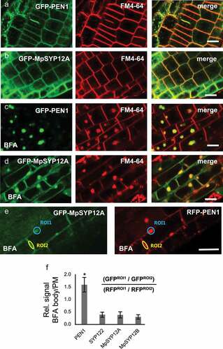 Figure 1. Localization of SYP12 clade members in response to BFA. (a–d) Roots of plants expressing (a and c) GFP-PEN1 or (b and d) GFP-MpSYP12A and stained with FM4-64 (a and b) before and (c and d) after treatment with 50 µM BFA. (e) Roots of plants expressing both GFP-MpSYP12A and RFP-PEN1 after treatment with BFA. Bars = 10 µm. (f) Quantification of SYP12 localization in response to BFA, relative to RFP-PEN1. Signal intensities of BFA body (ROI1) and plasma membrane (PM) (ROI2), were used to calculate the BFA body/PM signal ratios. All values are mean ±SD (n = 18 cells). * indicate significantly different values at P ≤ .001 estimated using student t-test.