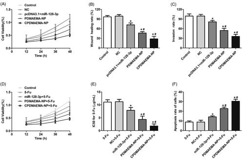 Figure 4. High level of miR-128-3p was adverse to the progress of HCT-15 cells and favorable for the chemotherapy of 5-Fu. (A) Cell viability of HCT-15 cells at different time points after respectively treated by NC, pcDNA3.1 + miR-128-3p, PDMAEMA-NP, and CPDMAEMA-NP. (B) Migration of HCT-15 cells evaluated by Wound healing assay after received various treatments. *p<.05 vs. the control group or NC group. #p<.05 vs. the pcDNA3.1 + miR-128-3p group. (C) Invasion of HCT-15 cells evaluated by Trans-well experiment after received various treatments. *p<.05 vs. the control group or NC group. #p<.05 vs. the pcDNA3.1 + miR-128-3p group. (D) Cell viability of HCT-15 cells at different time points after respectively treated by 5-Fu, miR-128-3p + 5-Fu, PDMAEMA-NP + 5-Fu, and CPDMAEMA-NP + 5-Fu. (E) IC50 values for 5-Fu after 48 h of treatments. *p<.05 vs. the 5-Fu group or NC + 5-Fu group. #p<.05 vs. the miR-128-3p + 5-Fu group. (F) Cell apoptosis rate of HCT-15 cells after respectively treated by 5-Fu plus different miR-128-3p formulations. *p<.05 vs. the 5-Fu group or NC + 5-Fu group. #p<.05 vs. the miR-128-3p + 5-Fu group.