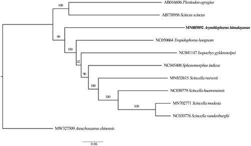 Figure 1. A maximum likelihood (ML) tree of A. himalayanus in this study and other 10 related species was reconstructed based on the dataset of the whole mitochondrial genome. Values above branches correspond to ML bootstrap percentages.