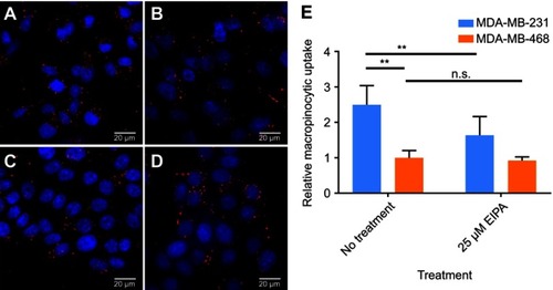 Figure S1 Macropinocytosis of TMR-dextran (red) in cells (nuclei in blue) observed by fluorescence microscopy. (A) MDA-MB-231 cells without EIPA treatment; (B) MDA-MB-231 cells treated with 25 µM EIPA; (C) MDA-MB-468 cells without EIPA treatment; (D) MDA-MB-468 cells treated with 25 µM EIPA. (E) Relative macropinocytotic index of cells. (n=10, **p<0.05, n.s. is no significant difference)Abbreviations: TMR, tetramethylrhodamine; EIPA, 5-(N-ethyl-N-isopropyl)amiloride.