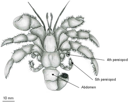 Figure 1. Diagram of a typical Coenobita sp. (redrawn from Hartnoll Citation1988).