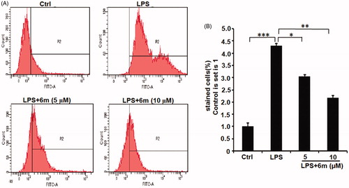 Figure 2. (A) The inhibitory effect of 6 m on ROS production of LPS-stimulated BV2 microglia cells. (B) Statistical analysis of the number of DCF stained cells of LPS-stimulated BV2 microglia cells. Statistical significance is indicated: ∗p < .05, ∗∗p < .01, ∗∗∗p < .001 versus LPS group (one-way ANOVA followed by Dunnett’s test). The data are representative of three independent experiments.