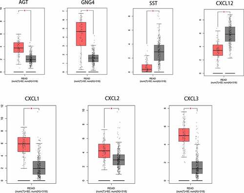 Figure 4. After analysis of the ten hub genes, the RNA expression levels of seven hub genes in tumor tissues and para-carcinoma tissues were significantly different. Data were obtained from TCGA and the GTEx projects (gray: normal; red: tumor). *p-value < 0.01. READ: rectal adenocarcinoma