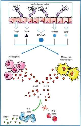 Figure 1 Schematic representation of Helicobacter pylori-driven inhibition of allergic Th-2 inflammation via activation of Th-1 responses. Following H. pylori infection, HP-NAP and other H. pylori factors induce the production of IL-12 and IL-23 that both promote the preferential development of Th-1 cells and repress the Th-2 allergic response.