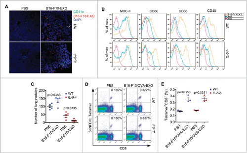 Figure 8. Depletion of IL-6 signaling converted TEXs from promoters to inhibitors of tumor metastasis in vivo. (A, B) Mice were intravenously injected with 100 μl of PBS or 10 μg/100 μl of B16-F10-EXO labeled with or without PKH26 and killed 24 h later. Then, DCs and nuclei in the sections of spleens were stained with CD11c and DAPI, respectively. The binding of DCs and B16-F10-EXO was detected with an immunofluorescence assay. Arrows indicate the binding (A). DCs in splenocytes were isolated. The expression of MHC-II, CD80, CD86 and CD40 molecules on DCs were detected by flow cytometry (B). (C, D, E) Mice with an intravenous injection of 5 × 105 B16-F10 or B16-F10/OVA cells on day 0, were intravenously injected with 100 μl of PBS, 10 μg/100 μl of B16-F10-EXO or B16-F10/OVA-EXO on days 4, 7 and 10. Mice were killed and numbers of invasive nodules in the lungs were counted and statistically analyzed on day 15 (n = 5) (C). The OVA257–264 peptide specific CD8+ T cells in the lungs were detected by Tetramer assay (D). Data in (D) were statistically analyzed (n = 3) (E). (A, B, D) One representative of 3 (A, B) or 2 (D) independent experiments is shown. (C, E) The results are shown as the mean ± SEM of 3 independent experiments. P values were generated by a 2-tail student's t-test.