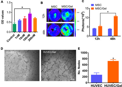 Figure 2 Biocompatibility of the β-IGF-1C hydrogel. (A) Cell Counting Kit 8 (CCK-8) assay demonstrating the optical density (OD) values of human placenta-derived mesenchymal stem cells (hP-MSCs) in the presence of the β-IGF-1C hydrogel at diverse concentrations (0–200 nM). *P<0.05 versus Control. (B) Bioluminescence living imaging (BLI) image of Fluc-hP-MSCs cultured with β-IGF-1C hydrogel (100 nM) at different time points (12 and 48 hours) (C) Quantitative analysis of firefly luciferin (Fluc) signal intensity. Data are expressed as the means ± SEM. *P<0.05 versus Control. (D) Optical images of tube formation of Human umbilical vein endothelial cells (HUVECs). Scale bar=100 μm. (E) Quantitative evaluation of nodes by using Image J software. Data are expressed as the mean ± SEM. *P<0.05 versus Control.