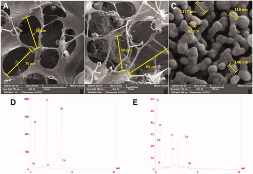 Figure 1. FE-SEM image of synthesized nanoparticles, scaffolds, and the corresponding diameter distributions (A) PCL-PEG-PCL-Col; (B) PCL-PEG-PCL-Col/nHA; (C) Nano hydroxyapatite particles. EDX; (D) synthesized nano-hydroxyapatite particles; (E) PCL-PEG-PCL-Col/nHA.