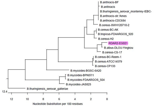 Figure 4 The figure illustrates the phylogenetic analysis of B. cereus gyrB gene sequencing. The tree clarifies the genetic relatedness of the tested B. cereus strain and other B. cereus strains from different origins submitted in the GenBank database. The tested strain in the current study is highlighted (RDAR2-EG021).