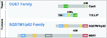 Figure 1. Scheme of ubiquitin-Atg8 receptors. S. cerevisiae Cue5 and human TOLLIP (CUET family) proteins possess CUE domains for ubiquitin recognition, whereas human SQSTM1/p62 and NBR1 (SQSTM1/p62 family) recognize ubiquitin via UBA domains. The relative positions of Atg8 (LC3) binding sites (yellow) and additional domains are shown (see text for TOLLIP).